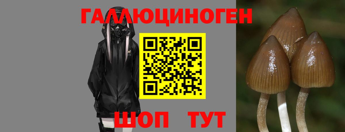 Галлюциногенные грибы прущие грибы Фролово